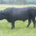 120 Four Year Old Herdsire