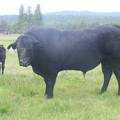 120 Four Year Old Herdsire