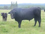 120 Four Year Old Herdsire