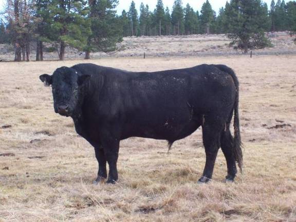 pic bull sire 3