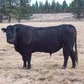 pic bull sire 3