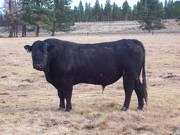 pic bull sire 3