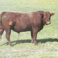 035 Two Year Old Bull
