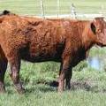 2013 Three Year Old Fall Cow 008 