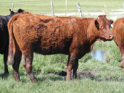 2013 Three Year Old Fall Cow 008 