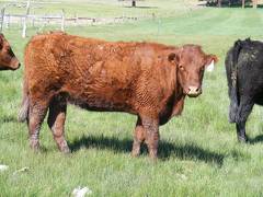 2013 Three Year Old Fall Cow 008 