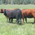 2015 Fall Cows 10A on left  two year old, 015 on right  five year old 
