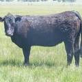 2015 Two Year Old Cow 10A 