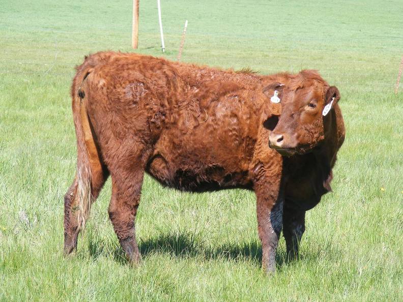 13Y Two Year Old Fall Heifer.JPG