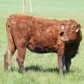 2013 Two Year Old Fall Heifer 13Y 