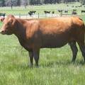 2015 Five Year Old Cow 21X