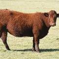 2014 Four Year Old Cow 032