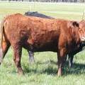 2013 Four Year Old Fall Cow 42W 