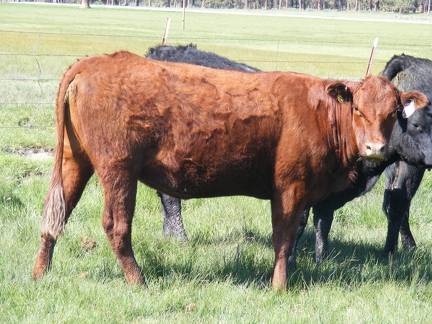 2013 Four Year Old Fall Cow 42W 