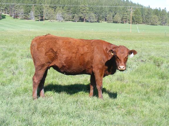 2013 Four Year Old Fall Cow 42W 