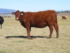 2014 Four Year Old Cow 090