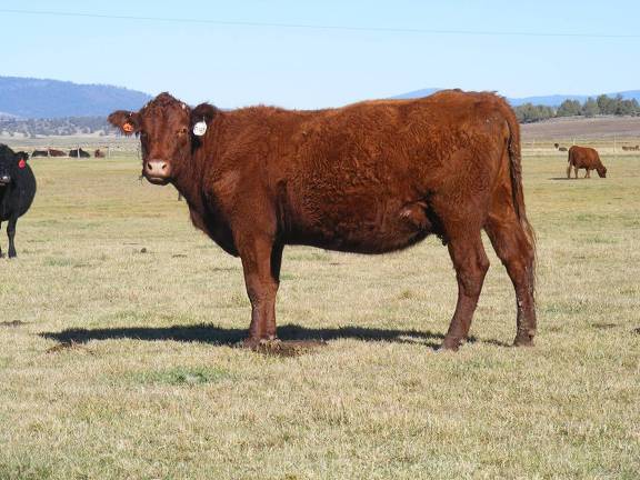 2014 Four Year Old Cow 090