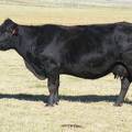 2014 Thirteen Year Old Cow 126