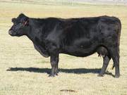 2014 Thirteen Year Old Cow 126