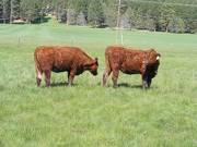 2013 Two Year Old Fall Heifers 131 and 13Y