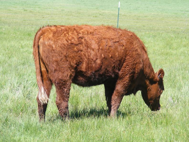 131 Two Year Old Fall Heifer _2_.JPG