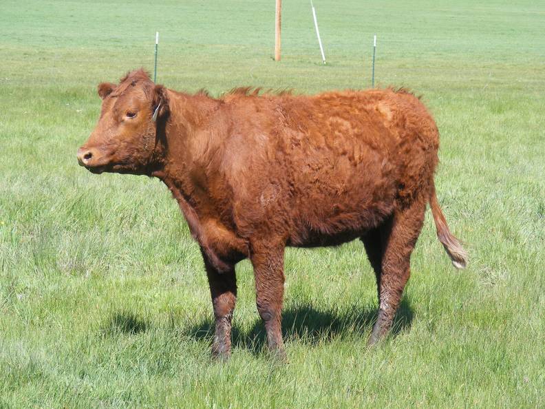 131 Two Year Old Fall Heifer.JPG