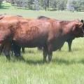 142 Four Year Old Cow.JPG