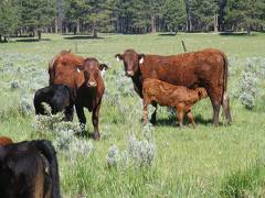 2013 Two year Old Cows 153