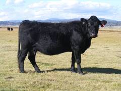 2014 Twelve Year Old Cow 248