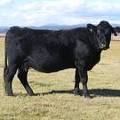 2014 Twelve Year Old Cow 248