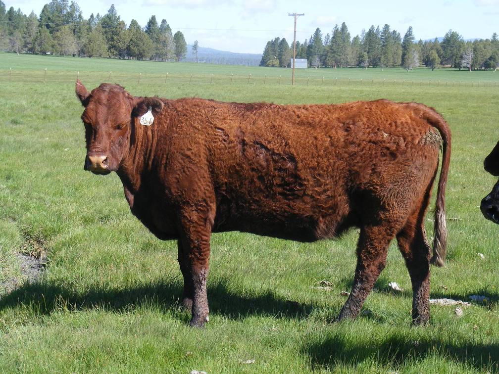 2013 Ten Year Old Fall Cow 351 