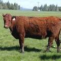 2013 Ten Year Old Fall Cow 351 