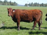 2013 Ten Year Old Fall Cow 351 