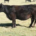 2014 Eleven Year Old Cow 391