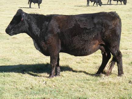 2014 Eleven Year Old Cow 391