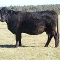 2014 Eleven Year Old Cow 391