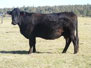 2014 Eleven Year Old Cow 391