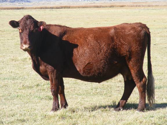 2014 Ten Year Old Cow