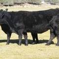 2014 Nine Year Old Cow 559
