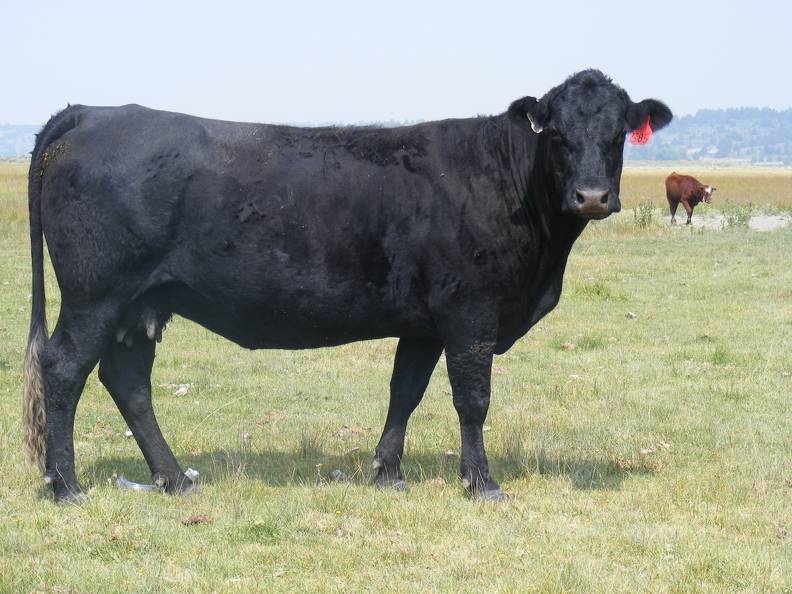 2013 Eight Year Old Cow 585