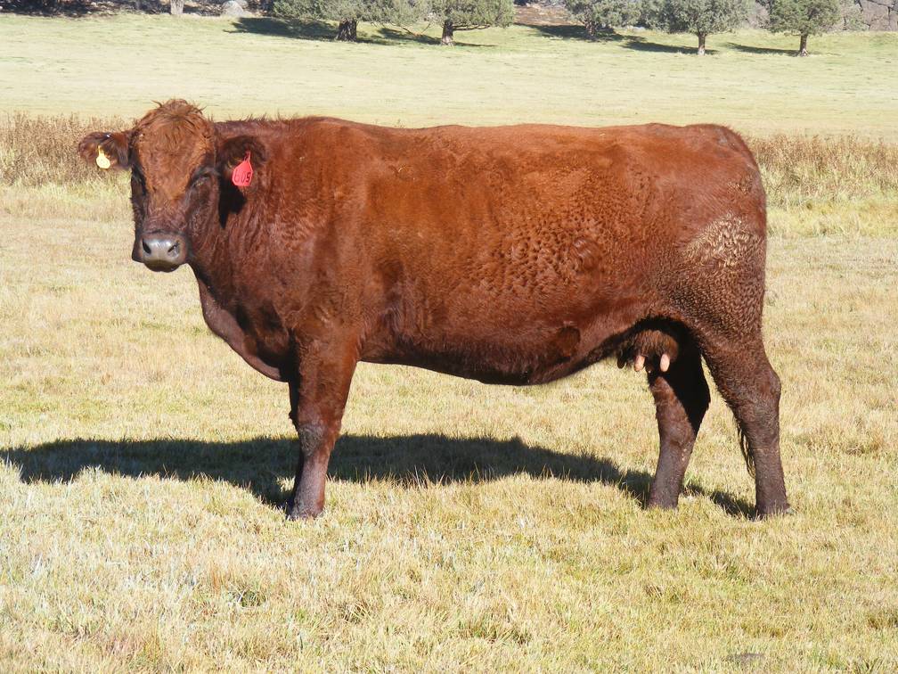 2014 Eight Year Old Cow 605