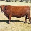 2014 Eight Year Old Cow 605