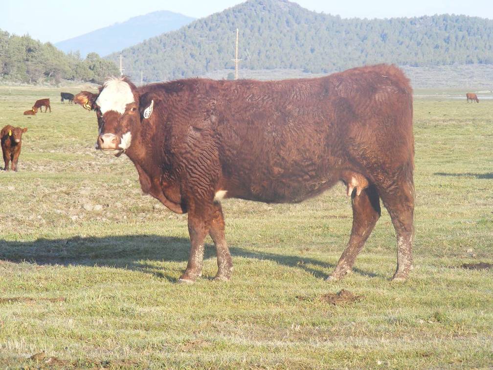 2015 Nine Year Old Cow 631 "Irish"