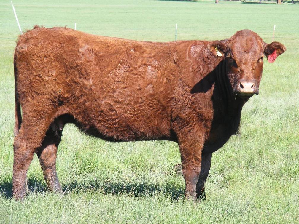 2013 Seven Year Old Fall Cow 632