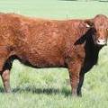 632 Seven Year Old Fall Cow.JPG