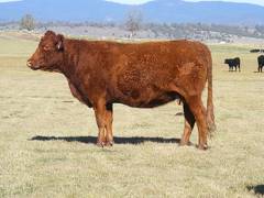 2014 Seven year Old Cow 718