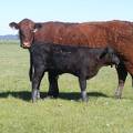 2013 Five Year Old Cow 833