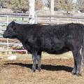 2010 Four Year Old Cow 622R B