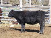 2010 Four Year Old Cow 622R B