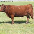 2010 Four Year Old Fall Cow 625R R